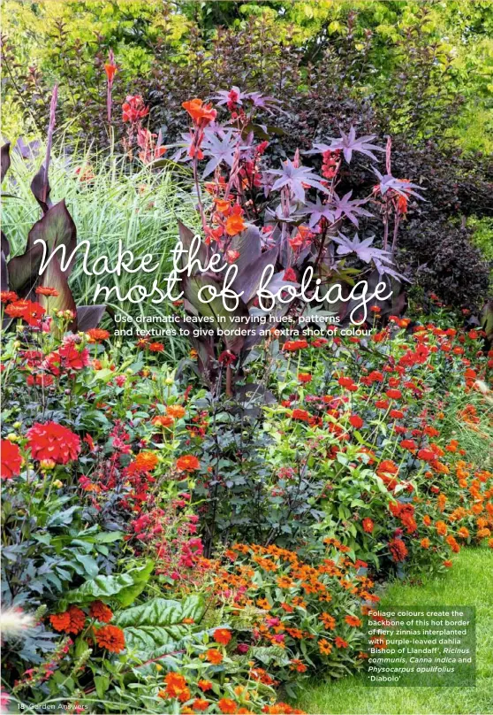  ??  ?? Foliage colours create the backbone of this hot border of fiery zinnias interplant­ed with purple-leaved dahlia ‘Bishop of Llandaff’, Ricinus communis, Canna indica and Physocarpu­s opulifoliu­s ‘Diabolo’