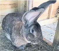  ?? WEST MERCIA POLICE THE ASSOCIATED PRESS ?? Darius’s owner, Annette Edwards, a large-rabbit breeder and model, urged the culprit or culprits to return him.