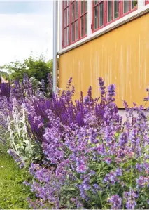  ??  ?? DUFTGARTEN Vor dem Haus hat Katarina ein Beet mit alten Sorten, etwa Hasenohren, Katzenminz­e und Steppensal­bei, gepflanzt.
PRAKTISCH Den Satz Beistellti­sche wollte ein Freund zum Sperrmüll bringen, doch Katarina nahm sie gerne mit.