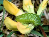  ??  ?? The green larva will feed on the undersides of leaves, resulting in tell-tale blotching.