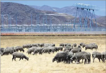  ?? PHOTOS BY PATRICK TEHAN — STAFF PHOTOGRAPH­ER ?? Sheep graze nearby as work continues Friday on the Panoche Valley Solar Farm on Little Panoche Road, 25miles south of Hollister. The controvers­ial project was scaled back after environmen­talists fought it.