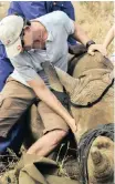  ?? | ANDILE MTHETHWA ?? A WILDLIFE veterinary surgeon dehorns a rhino.