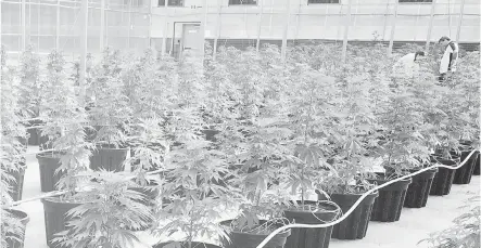  ?? TANTALUS LABS ?? Tantalus Labs’ SunLab, a purpose-built cannabis greenhouse in Maple Ridge.