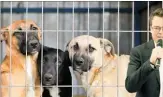  ?? ?? Czernohors­zky: Hundesteue­r entfällt