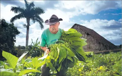  ?? RAMON ESPINOSA / ASSOCIATED PRESS ?? Tobacco farmer Raul Valdes Villasusa smokes a cigar as he collects leaves on his plantation in Vinales in the province of Pinar del Rio, Cuba. Farmers earn money from the government for their tobacco crop and are allowed to keep a small portion for...