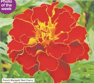  ??  ?? French Marigold ‘Red Cherry’