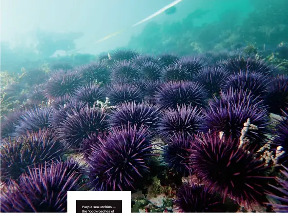  ??  ?? Purple sea urchins — the “cockroache­s of the sea” — thrive in a hotter world, and they devour giant kelp forests.