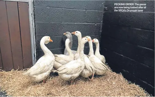  ??  ?? PECKING ORDER: The geese are now being looked after at the SPCA’s Drumoak base