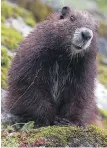  ??  ?? Vancouver Island marmot