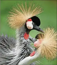  ?? GETTY IMAGES
PHOTO BY SEAN GALLUP/ ?? Two grey crowned cranes pass one another in their enclosure at Zoo Berlin zoo on October 14, 2014, in Berlin, Germany.
