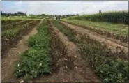  ?? NICOLAS CHAMPOURET/J.R. SIMPLOT COMPANY /ASSOCIATED PRESS ?? This Aug. 8, 2016 photo provided by the J.R. Simplot Company shows Simplot Plant Sciences’ Innate Generation 2 geneticall­y engineered potatoes at the Michigan State University field that have that survived after being infected with late blight disease,...