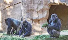  ?? Reuters ?? Gorillas sit after two of their troop tested positive for Covid- 19 after falling ill, and a third gorilla appears also to be symptomati­c, at the San Diego Zoo Safari Park in California.