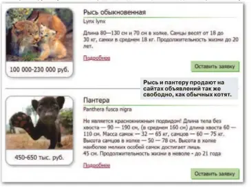  ??  ?? Рысь и пантеру продают на сайтах объявлений так же свободно, как обычных котят.