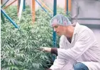  ?? RON WARD THE CANADIAN PRESS ?? Moncton-based Organigram says staffing cuts will make the workforce leaner, more flexible and better prepared to align its production capacity with market conditions.