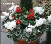 ??  ?? A winter pot