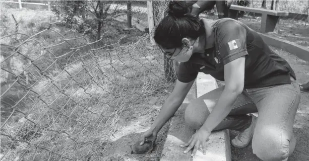  ?? FOTO: CRISTINA FÉLIX ?? > La Asociación Makoma Tekuani integra una ortuga al estanque del santuario.