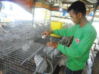  ??  ?? RELIABLE RABBIT CARETAKER – The Tierra del Menor is very lucky to have Jumaris Mabana as caretaker for the more than 1,000 rabbits of all ages. He is a very conscienti­ous worker, according to his boss, Willie Menor. Jumaris spends the night assisting...