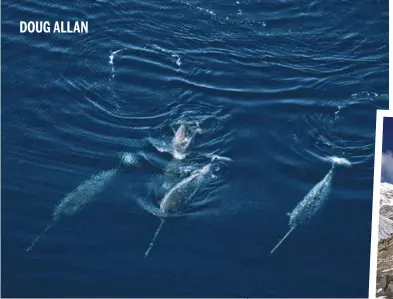  ??  ?? Left: the highly sensitive tusk is mainly a feature of male narwhal but occasional­ly females have one.