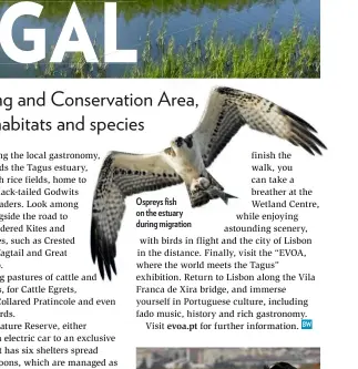  ??  ?? Ospreys fish on the estuary during migration