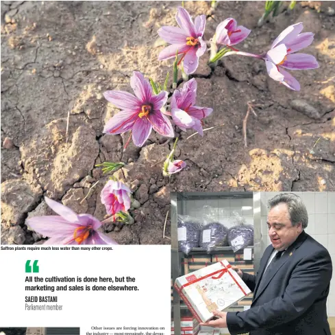  ??  ?? Saffron plants require much less water than many other crops. ABOVE Ali Shariati, head of Novin Saffron, shows a box of saffron for export.