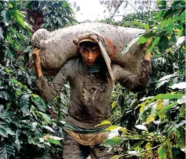  ?? FOTO ?? La producción cafetera de Antioquia se estima que es de 2,3 millones de sacos de café al año.