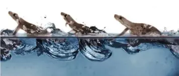  ??  ?? ON THE MOVE This composite image tracks the gait of a gecko as it crosses a tank of water, staying at the surface by slapping the water with its feet and getting some extra help from surface tension.