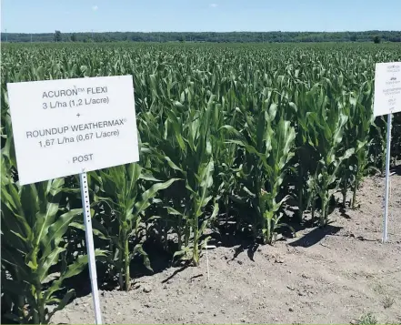  ??  ?? Syngenta teste différents produits de contrôle de mauvaises herbes dans une parcelle de champs à Varennes