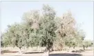  ??  ?? sciencedai­ly.com An olive tree affected by Xylella fastidiosa, with visual symptoms of chlorosis and defoliatio­n.