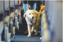  ?? Julio Cortez, Associated Press file ?? A service dog strolls down the aisle inside a United Airlines plane at Newark Liberty Internatio­nal Airport.