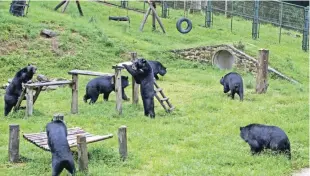  ?? — AFP ?? HANOI: Bears search for fruit and vegetables during feeding time at the Vietnam Bear Rescue Centre near Tam Dao National Park in Vinh Phuc province, some 70 kms north of Hanoi.