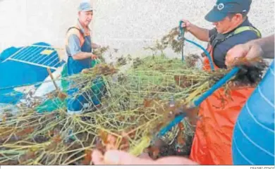  ?? ERASMO FENOY ?? Tres pescadores de Algeciras desmadejan las redes del alga invasora.