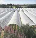  ?? Library image ?? Mansfields wants to install polytunnel­s