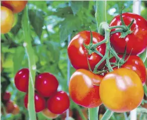  ?? FILES ?? A variety of tomato tips, recipes and demonstrat­ions await visitors to the Edmonton Horticultu­ral Society’s Tomato Extravagan­za, taking place on Aug. 29 at The Enjoy Centre in St. Albert.