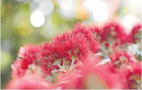  ?? Photo / File ?? Whanganui boasts many specimens of pohutukawa.