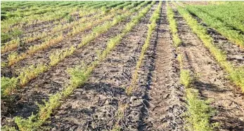  ?? PHOTOS: CONTRIBUTE­D ?? A chickpea field showing dead areas surrounded by perfectly healthy plants.