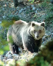  ??  ?? Nel bosco Un esemplare di orso bruno. In Trentino sono presenti circa 100 plantigrad­i