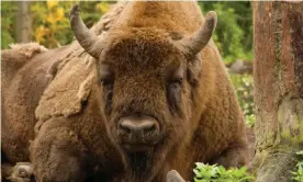  ?? Photograph: Tom Cawdron/PA ?? The European bison, coming soon to Blean Woods, Kent, is a close relative of the extinct steppe bison that once roamed Britain.