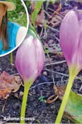  ??  ?? Autumn Crocus