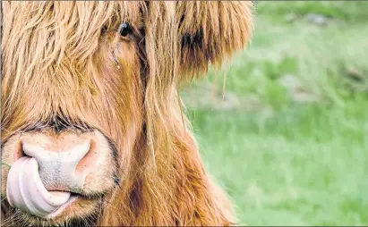  ?? ?? Hard to lick a Highland cow, one of 15,000 of the famous and iconic cattle in Scotland today