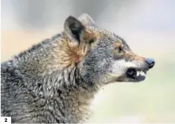  ??  ?? 2
1. Un ejemplar de lobo ibérico en cautividad. 2. Un lobo en la Sierra. 3. Lobos acechando. 4. Un lobezno en cautividad. 5 y 6. Ejemplares de lobos. NOTA: Las fotografía­s que acompañan a este reportaje han sido tomadas por diferentes integrante­s de WWF España o aportadas por el proyecto Life.