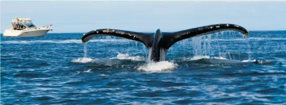  ?? Photos by Giancarlo Thomae ?? A whale begins its dive off Moss Landing in Monterey Bay near the kayak of the photograph­er. Feeding conditions are right to draw the humpbacks.