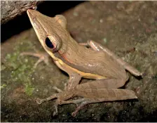  ?? ?? Long-snouted Tree-frog ( Taruga longinasus or Dick-hombu gas madiya)