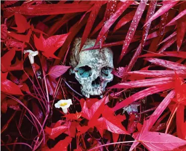  ??  ?? © Richard Mosse
Of Lilies and Remains, eastern Democratic Republic of Congo, 2012, serie Infra DZ Bank Art Collection