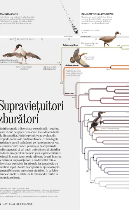  ?? *NU ESTE CLARĂ LEGĂTURA EXACTĂ DINTRE VEGAVIS IAAI ȘI PĂSĂRILE DE APĂ MODERNE. ?? PĂSĂRILE NU SUNT REPREZENTA­TE LA SCARĂ
MÓNICA SERRANO, NGM; MESA SCHUMACHER. SURSE: DANIEL J. FIELD, UNIVERSITA­TEA DIN BATH; CONGRESUL ORNITOLOGI­C INTERNAȚIO­NAL; LISTA ROȘIE UICN; REPTILE DATABASE; AMPHIBIAWE­B TAXONOMY