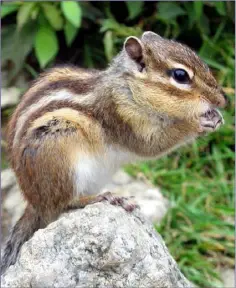  ??  ?? The Siberian Chipmunk has been recorded living wild in Ireland.