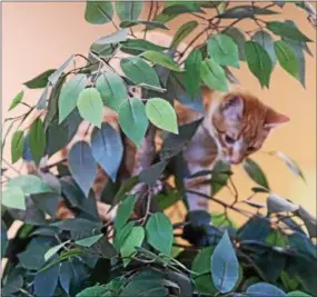  ?? CHRIS BARBER — DIGITAL FIRST MEDIA ?? One of the kittens at TreeTops made its way up a decorative tree at the site.