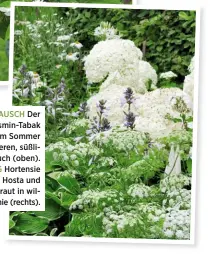  ??  ?? DUFTRAUSCH Der weiße Jasmin-Tabak verströmt im Sommer einen schweren, süßlichen Geruch (oben). DREIKLANG Hortensie ‘Annabelle’, Hosta und Bischofskr­aut in wilder Harmonie (rechts).