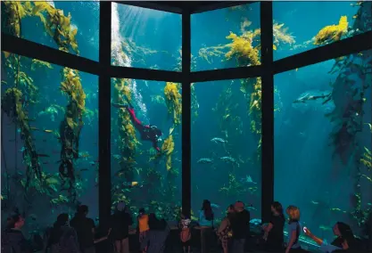  ?? RANDY WILDER — MONTEREY BAY AQUARIUM ?? Visitors watch a diver in the Kelp Forest exhibit at the Monterey Bay Aquarium, which has postponed its reopening plans.