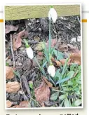  ?? RICHARDSON PHOTO: JANET ?? Early snowdrops, spotted on January 5.