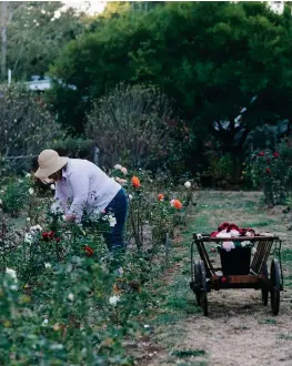  ?? ?? BELOW LEFT Sandy working in the rosegrowin­g paddock which was establishe­d with 1500 perfumed David Austin rose plants.